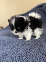 Peppi AKC parents Embark tested, a male Pomeranian for sale in Stuart, VA – Photo 5 of 7