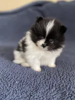 Peppi AKC parents Embark tested, a male Pomeranian for sale in Stuart, VA – Photo 1 of 7