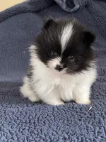 Peppi AKC parents Embark tested, a male Pomeranian for sale in Stuart, VA – Photo 4 of 7