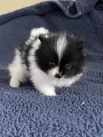 Peppi AKC parents Embark tested, a male Pomeranian for sale in Stuart, VA – Photo 2 of 7