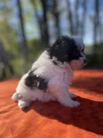 Lyra, a female Pomeranian and Poodle - Toy  for sale in Stuart, VA – 2 of 3