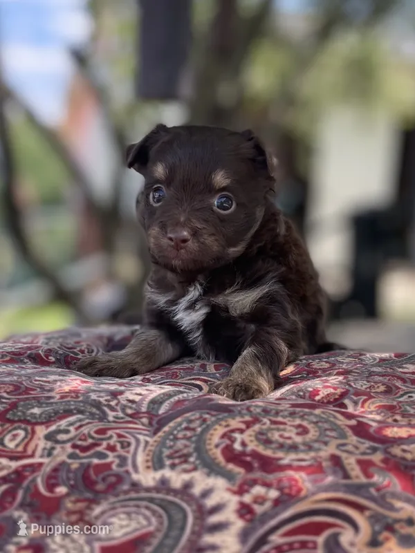 Pomapoo *Violet* – Pomeranian, Poodle - Toy  puppy for sale in Stuart, VA