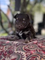 Pomapoo *Violet*, a female Pomeranian and Poodle - Toy  for sale in Stuart, VA – 1 of 6