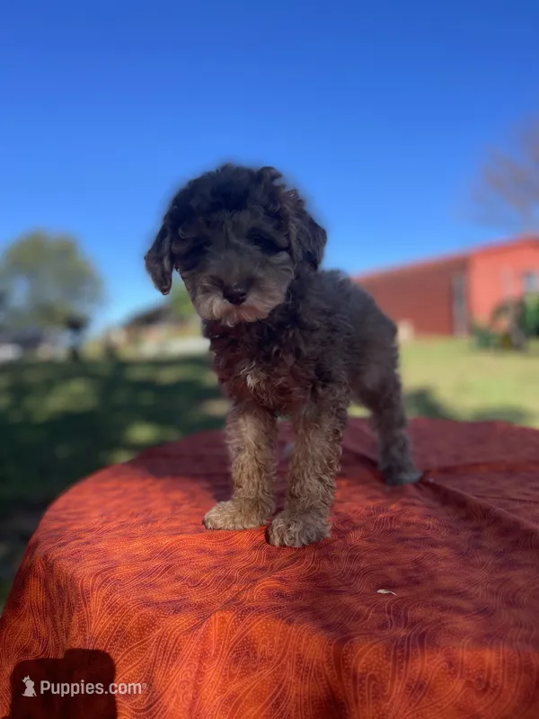 Chloe – Poodle - Miniature  puppy for sale in Stuart, VA