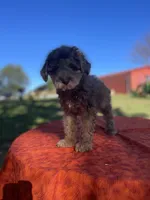 Chloe, a female Poodle - Miniature  for sale in Stuart, VA – 1 of 4