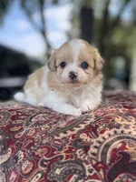 Pomapoo *Marigold*, a female Pomeranian and Poodle - Toy  for sale in Stuart, VA – 1 of 6