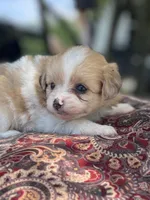 Pomapoo *Marigold*, a female Pomeranian and Poodle - Toy  for sale in Stuart, VA – 4 of 6