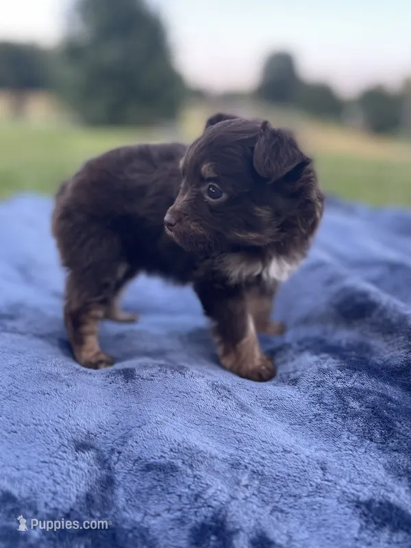 Pomapoo *Violet* – Pomapoo puppy for sale in Stuart, VA