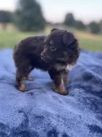 Pomapoo *Violet*, a female Pomapoo for sale in Stuart, VA – 1 of 5