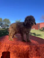 Ruby, a female Poodle - Miniature  for sale in Stuart, VA – 2 of 4