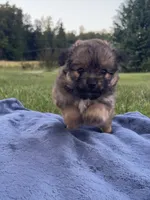 Pomapoo *Petunia*, a female Pomapoo for sale in Stuart, VA – 3 of 4
