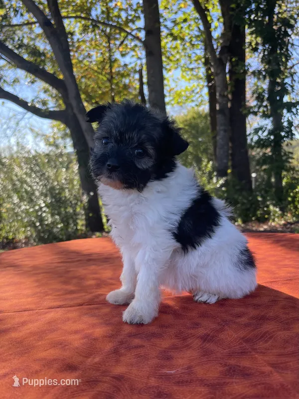 Sable  – Pomeranian, Poodle - Toy  puppy for sale in Stuart, VA
