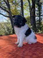 Sable , a female Pomeranian and Poodle - Toy  for sale in Stuart, VA – 1 of 4