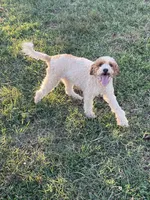 Rylee, a female Poodle - Miniature  for sale in Stuart, VA – 4 of 4