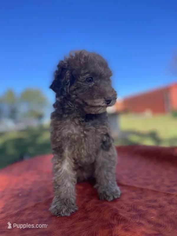 Rylee – Poodle - Miniature  puppy for sale in Stuart, VA
