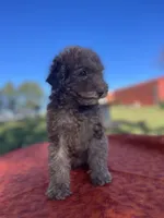 Rylee, a female Poodle - Miniature  for sale in Stuart, VA – 1 of 4