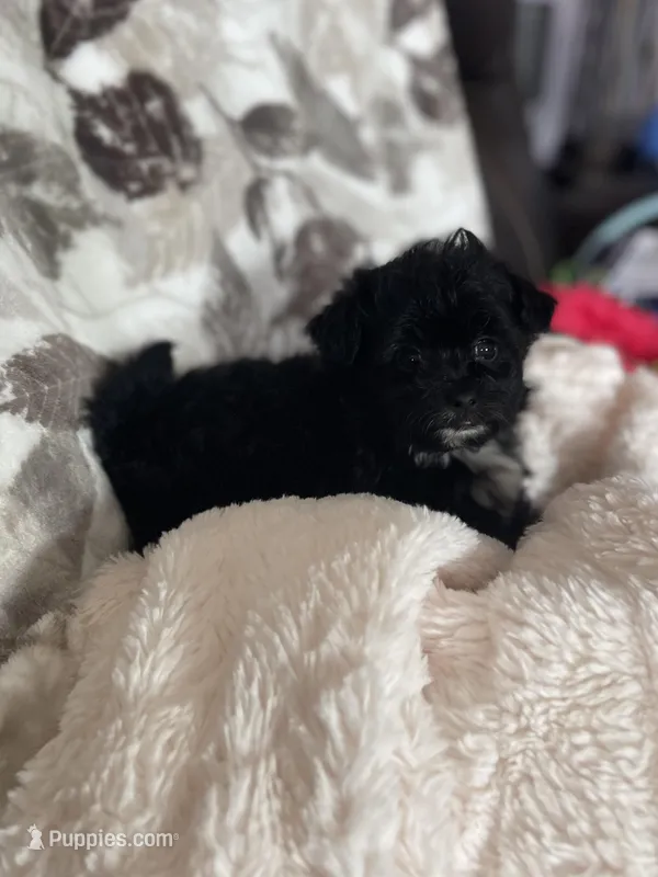 Dot – Pomapoo puppy for sale in Stuart, VA