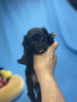 Dot, a male Pomapoo for sale in Stuart, VA – Photo 3 of 3