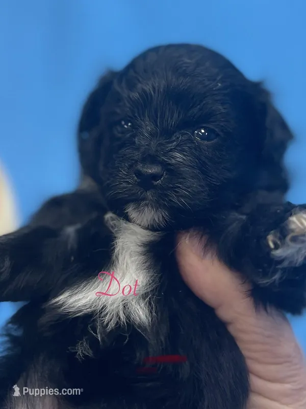 Dot – Pomapoo puppy for sale in Stuart, VA