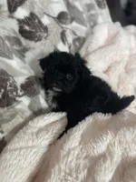 Dot, a male Pomapoo for sale in Stuart, VA – Photo 2 of 6