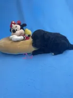 Dot, a male Pomapoo for sale in Stuart, VA – Photo 2 of 3