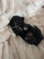 Dot, a male Pomapoo for sale in Stuart, VA – Photo 6 of 6