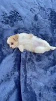 Pomapoo *Marigold*, a female Pomapoo for sale in Stuart, VA – 4 of 5