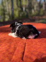 Violet, a female Pomeranian and Poodle - Toy  for sale in Stuart, VA – 4 of 5