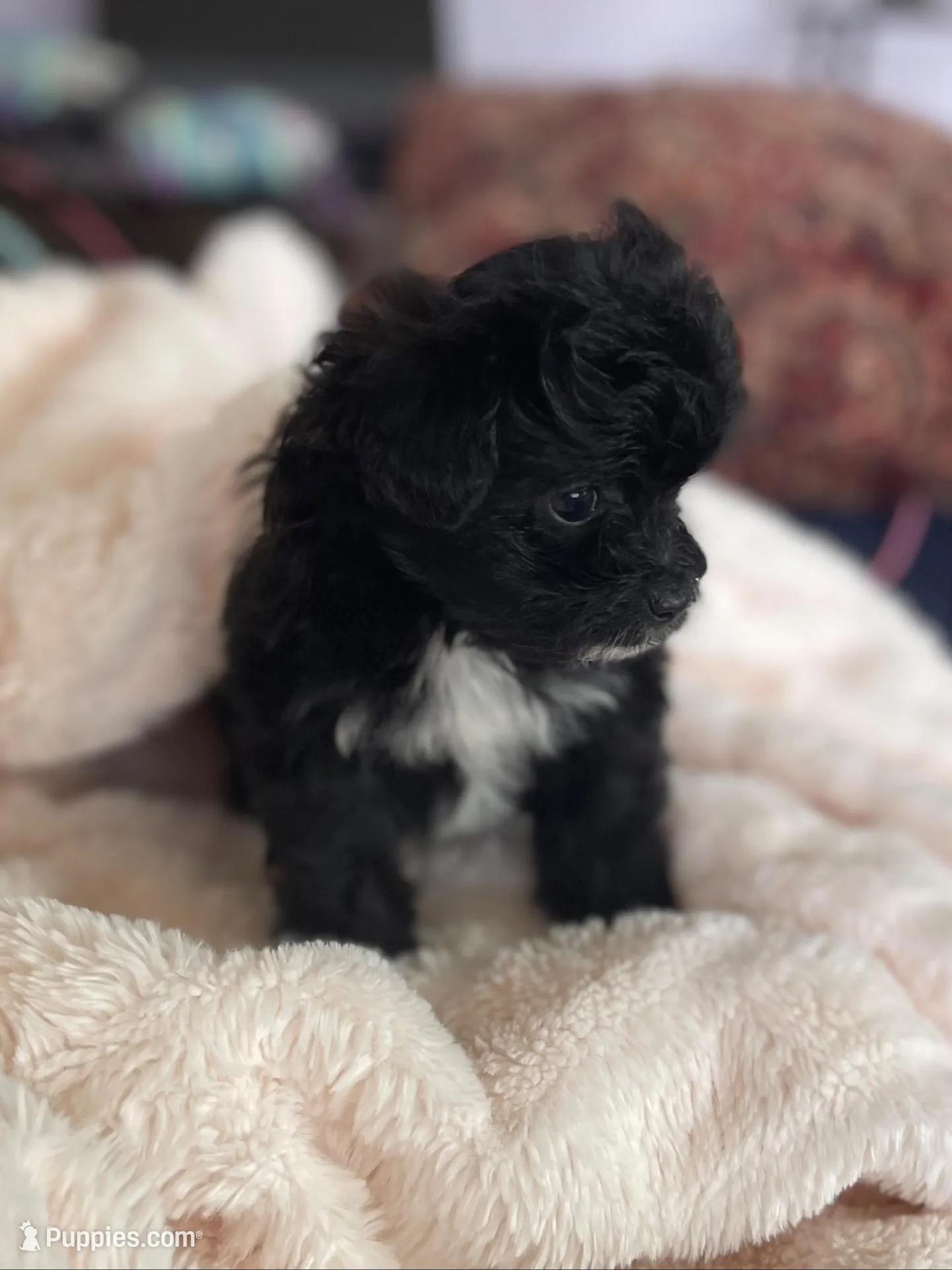 Dot, a male Pomapoo for sale in Stuart, VA – Photo 3 of 6