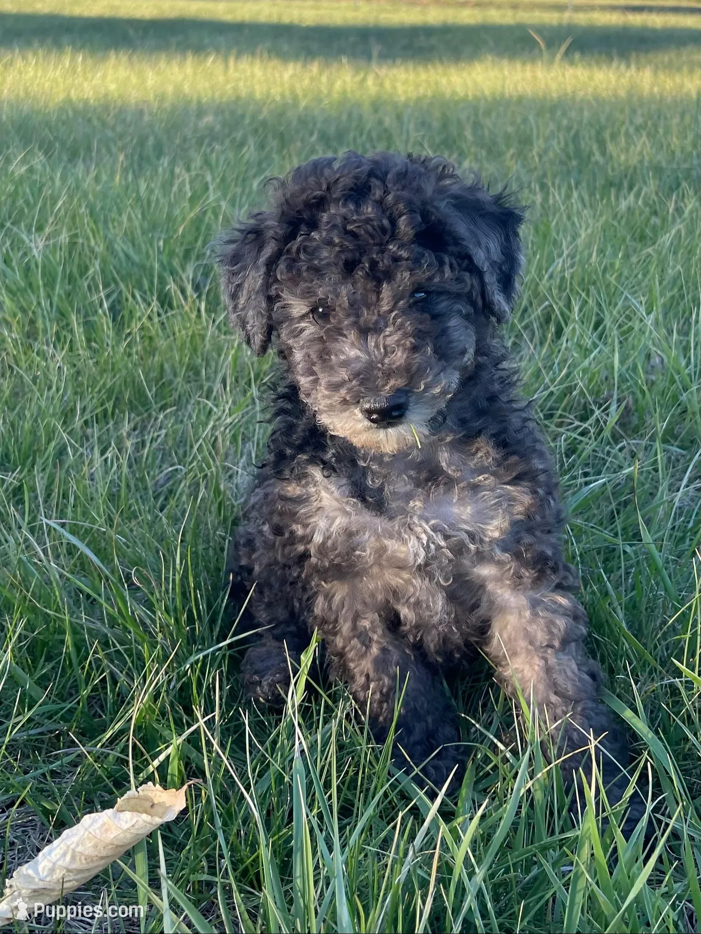 Sylvan – Poodle - Miniature  puppy for sale in Stuart, VA