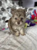 Smudge, a male Pomapoo for sale in Stuart, VA – Photo 6 of 7