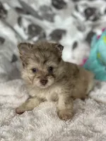 Smudge, a male Pomapoo for sale in Stuart, VA – Photo 3 of 7