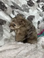 Smudge, a male Pomapoo for sale in Stuart, VA – Photo 5 of 7