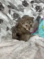 Smudge, a male Pomapoo for sale in Stuart, VA – Photo 7 of 7