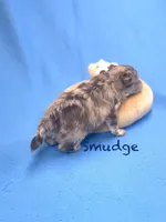 Smudge, a male Pomapoo for sale in Stuart, VA – Photo 2 of 2