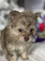 Smudge, a male Pomapoo for sale in Stuart, VA – Photo 4 of 7