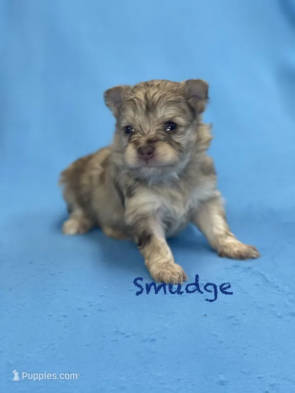 Smudge – Pomapoo puppy for sale in Stuart, VA