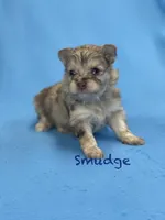 Smudge, a male Pomapoo for sale in Stuart, VA – Photo 1 of 2
