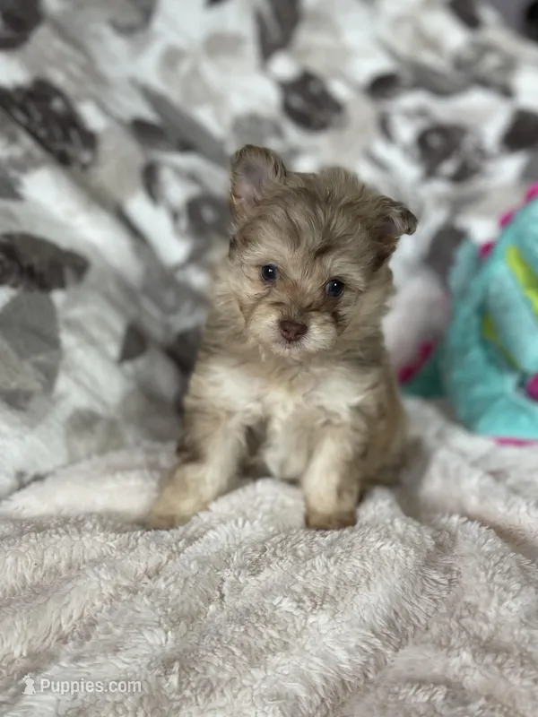 Smudge – Pomapoo puppy for sale in Stuart, VA