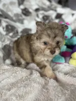 Smudge, a male Pomapoo for sale in Stuart, VA – Photo 2 of 7