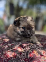 Pomapoo *Petunia*, a female Pomeranian and Poodle - Toy  for sale in Stuart, VA – 4 of 6