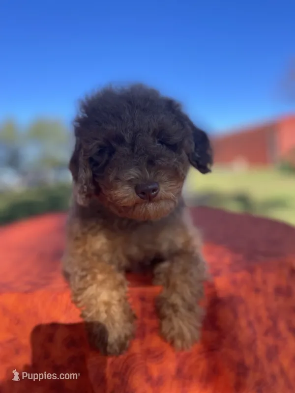 Ruby – Poodle - Miniature  puppy for sale in Stuart, VA