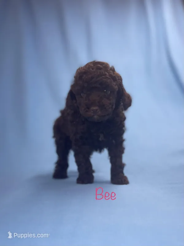 Bee – Poodle - Toy  puppy for sale in Stuart, VA
