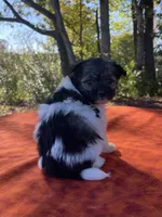 Sable , a female Pomeranian and Poodle - Toy  for sale in Stuart, VA – 2 of 4