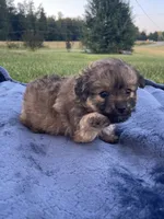 Pomapoo *Petunia*, a female Pomapoo for sale in Stuart, VA – 1 of 4