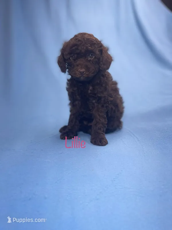Lillie – Poodle - Toy  puppy for sale in Stuart, VA