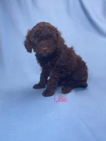 Lillie, a female Poodle - Toy  for sale in Stuart, VA – Photo 2 of 2
