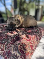 Pomapoo *Petunia*, a female Pomeranian and Poodle - Toy  for sale in Stuart, VA – 3 of 6