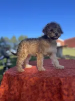 Elsa, a female Poodle - Miniature  for sale in Stuart, VA – 2 of 4