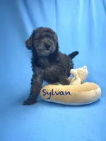 Sylvan, a male Poodle - Miniature  for sale in Stuart, VA – Photo 2 of 2